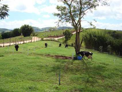 Estruturação possibilita resultados econômicos em fazendas diminutas Sítio Nossa Senhora do Carmo Jacareí,SP No ano 2008 Renda R$ 40.744 Despesas operacionais R$ 25.325 Fluxo caixa R$ 12.