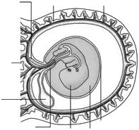 01) Em geral, um único espermatozoide penetra no óvulo, ficando fora o flagelo.