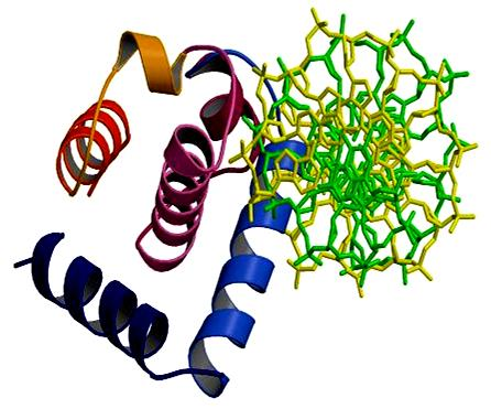 Replicação em Procarioto Características Proteína Iniciadora Monômero de 52 kda Liga-se as 4 seqüências de 9pb