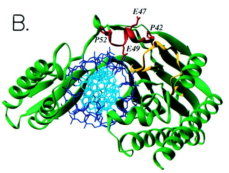 Replicação em Procarioto DnaB Características Helicase Hexâmero (54 kda) Liga-se as 3 seqüências de