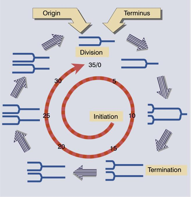 Replicação do DNA e ciclo