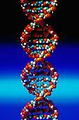 Considerações Finais Enzimas envolvidas topoisomerase, helicase, SSB, primase, DNA-polimerase e DNA-ligase.