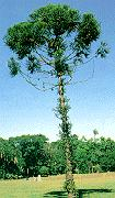 Estruturas e maeira 13 1. ESTRUTURA DA MADEIRA 1.1. CLASSIFICAÇÃO DAS ÁRVORES Pela Botânica as árvores são classiicaas como vegetais superiores, enominaos e anerógamas, que apresentam complexiae anatômica e isiológica.