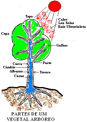 Estruturas e maeira 16 A casca protege a árvore contra agentes externos e é iviia em uas partes: camaa externa (camaa cortical), composta e células mortas e camaas internas, ormaas por tecios vivos
