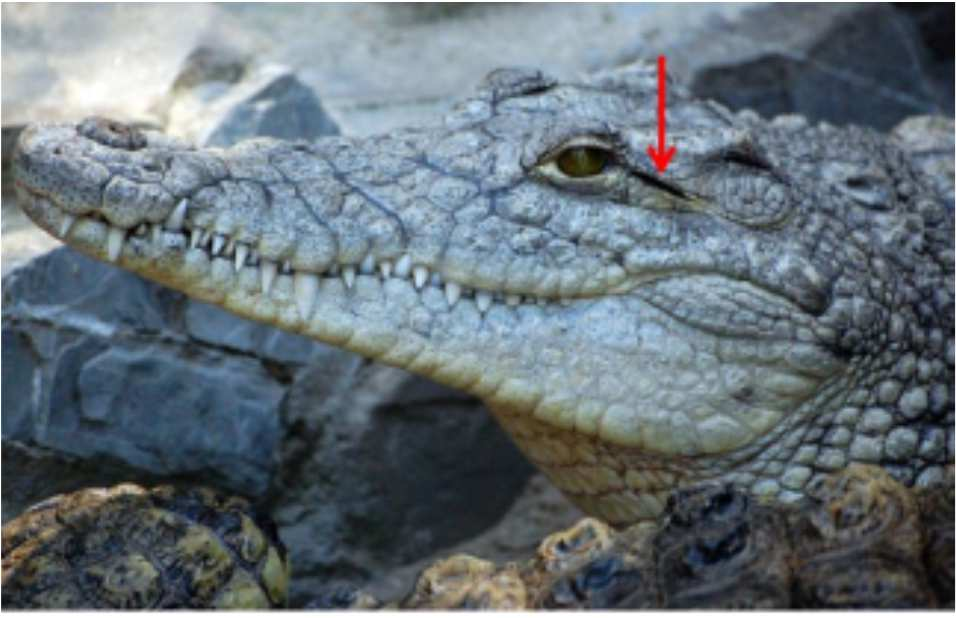Maioria das espécies de répteis: membrana timpânica coberta por uma pele modificada Crocodilianos são os únicos representantes dentre os répteis que apresentam um ouvido externo.