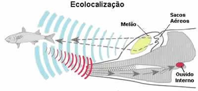 Golfinhos Produzemsons de alta freqüência, na faixa de 150 khz, sob a forma de "clicks" ou estalidos Vantagem da ecolocalizaçãona água: -Som é transmitido