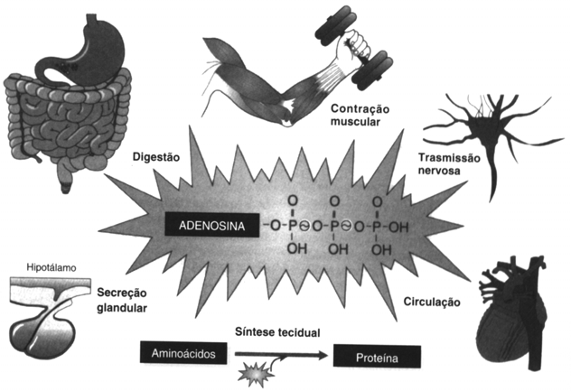 O que é Bioenergética? BIOENERGÉTICA Ramo da biologia próximo da bioquímica que estuda as transformações de energia pelos seres vivos. (dicionário Houaiss) Prof.