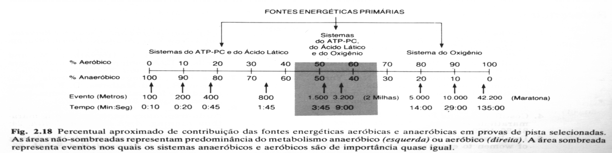 Capacidade Oxidativa Muscular Continuum Energético Atividade enzimática Succinato desidrogenase (SDH) Citrato Síntase (CS)