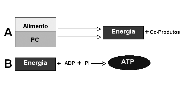 Formação de ATP.