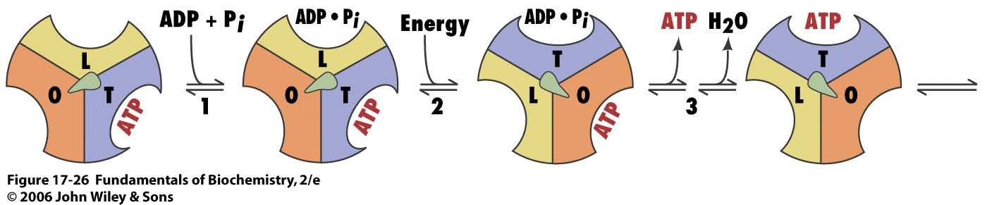 A ATP sintase tem 3 sítios catalíticos cada um em 3 conformações segundo a