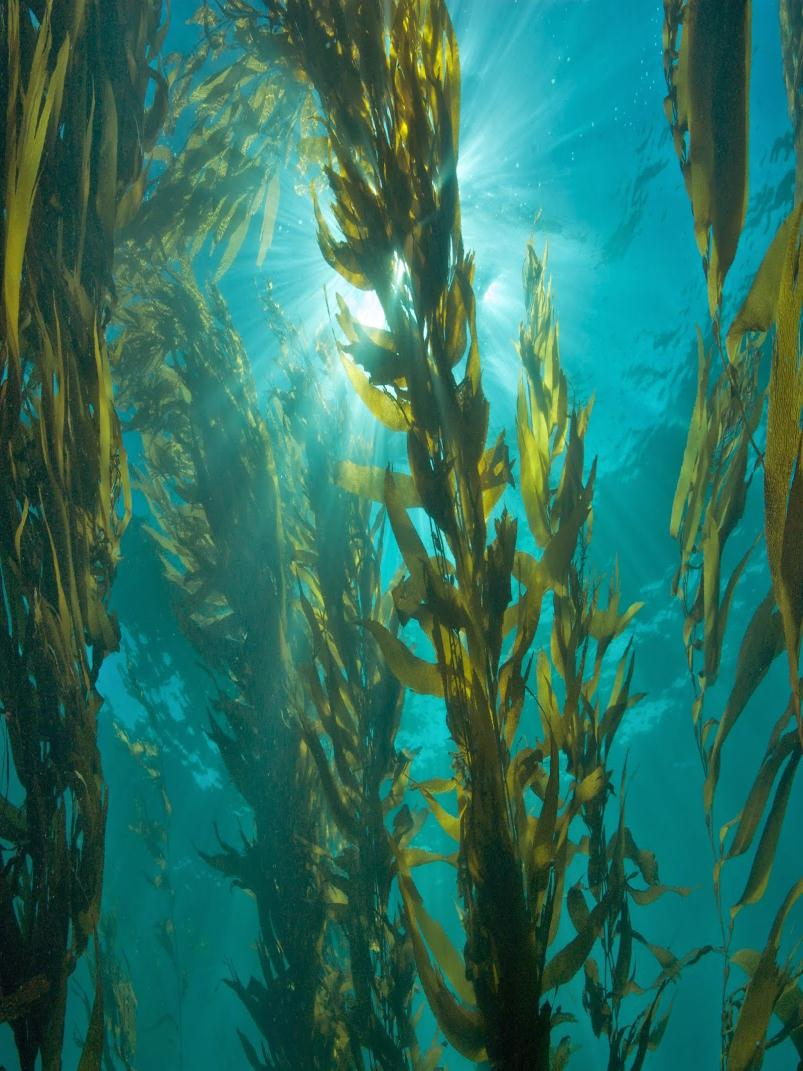 Características Gerais Eucarióticos, fotossintetizantes, uni ou multicelulares. Vivem no mar, em água doce e em terra firme, sobre superfícies úmidas.