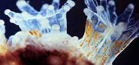 Existem dinoflagelados clorofilados que vivem dentro do corpo de outros organismos em uma