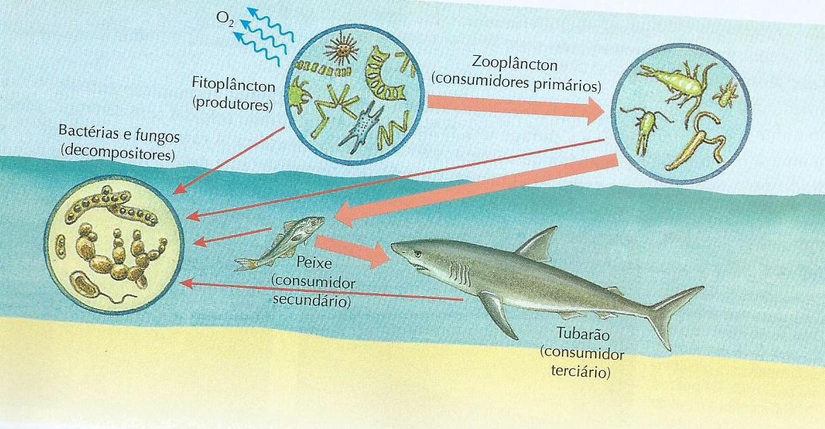 Importância ecológica das algas Os principais grupos de algas presentes no fitoplâncton são diatomáceas e