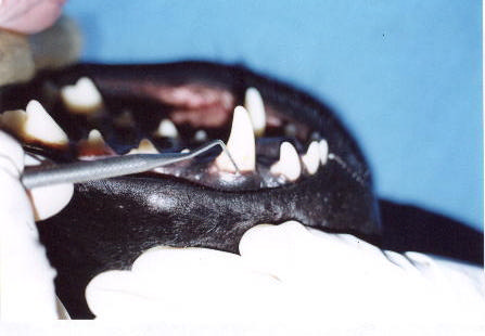 34 BRAGA, C. A. da S. et al. Importância da avaliação clínica no diagnóstico de doença periodontal.