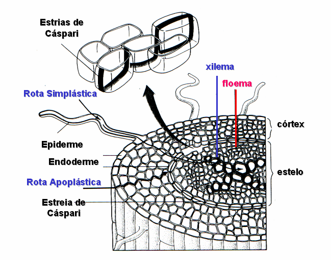 Absorção