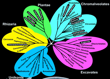 Acetabularia calyculus Em torno de 17000 espécies divididas em 450 gêneros. Grupo monofilético. Grande diversidade morfológica unicelulares e multicelulares. Tamanhos variam de µm a m.