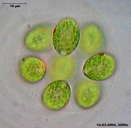 Classe Chlorophyceae podem ser móveis de vida livre v Volvox podem ser imóveis: coloniais g vivem principalmente em água doce unicelulares flagelados OU coloniais (agregado de células flageladas ou
