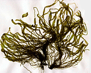 Classe Ulvophyceae principalmente marinhas filamentosas ou compostas por lâminas achatadas Enteromorpha