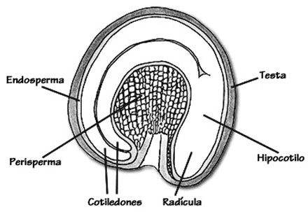Pericarpo Endosperma cotilédone (escutelo): proteção ao eixo e transferência de reservas coleoptilo coleoptilo plúmula (folhas primárias) coleorriza plúmula raízes seminais (nó cotiledonar) radícula