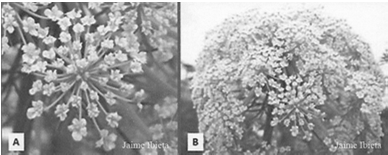 AGENTES DE POLINIZAÇÃO VENTO: características do pólen e da estrutura floral AGENTES DE POLINIZAÇÃO VENTO: características do pólen e da estrutura floral Dispersão do Pólen pelo Vento AGENTES