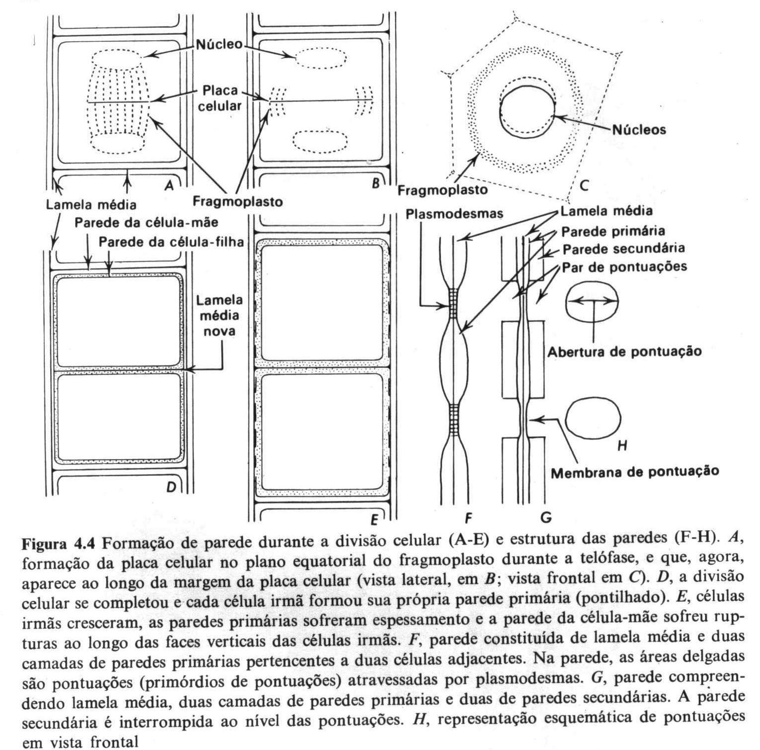 Tópico II