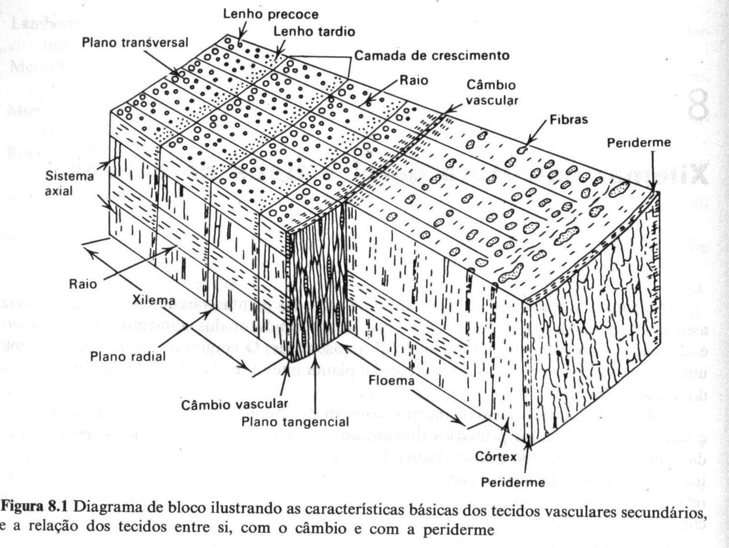 Tópico VI - Xilema Xilema secundário