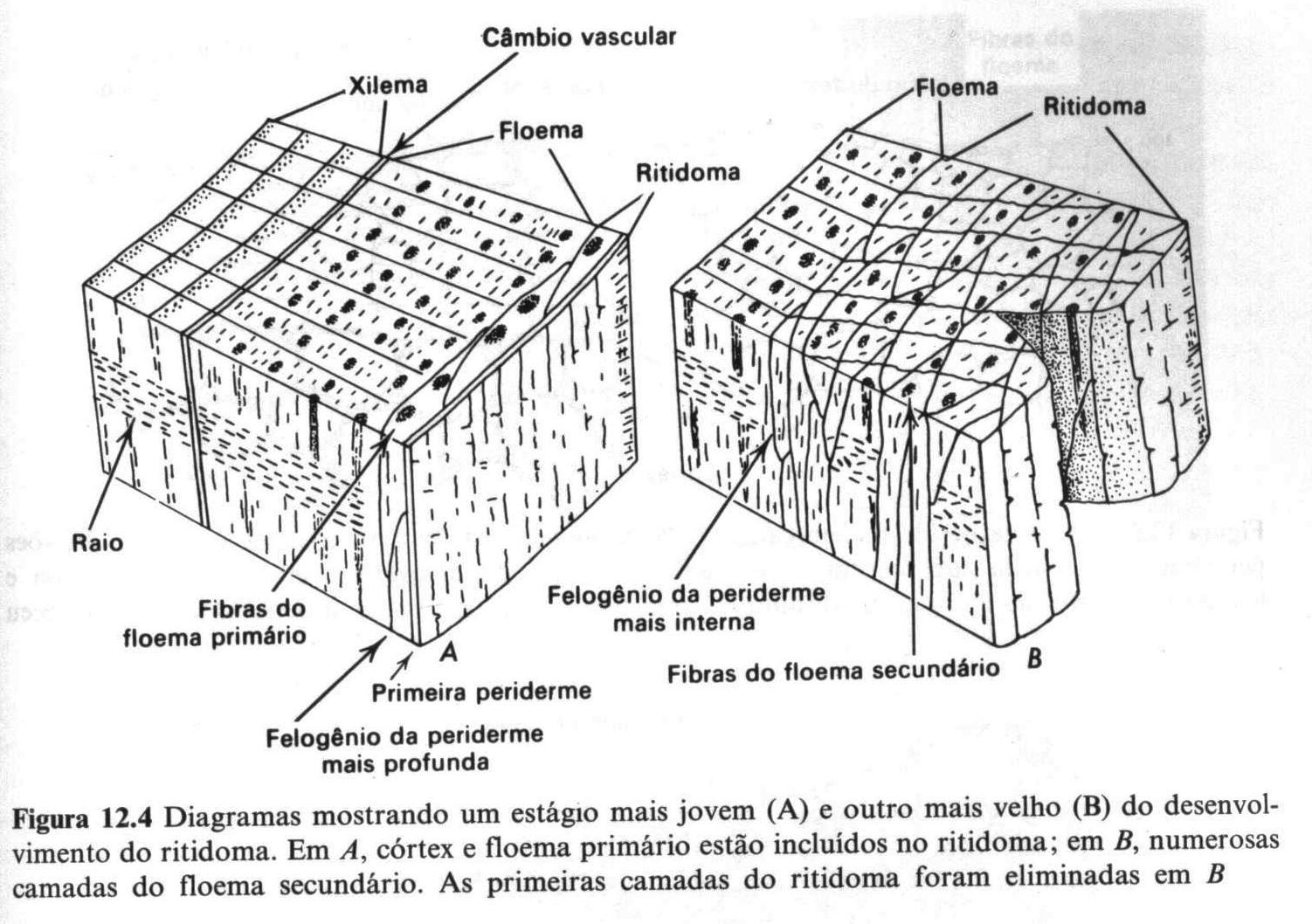 Tópico