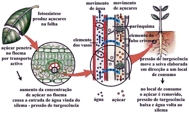 Tópico