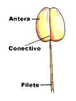 Estame Tópico XII - Flor Filete normalmente contém um feixe vascular, envolvido por parênquima e protegido pela epiderme; Antera
