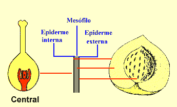 Tópico XII - Flor Placentação estudo da