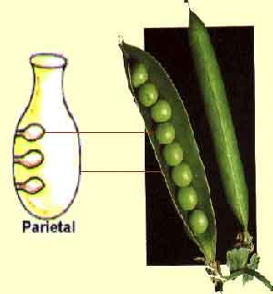 Tópico XII - Flor Parietal