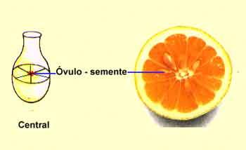 Tópico XII - Flor Axial ovários oriundo