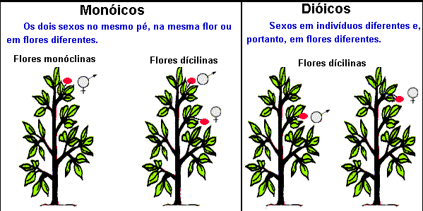 Sexo das plantas