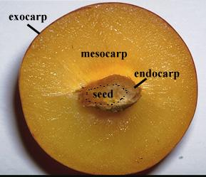 Anatomia Tópico XIII - Fruto Pericarpo corpo do fruto Epicarpo ou exocarpo camada mais externa, composta pela epiderme e, as vezes, por