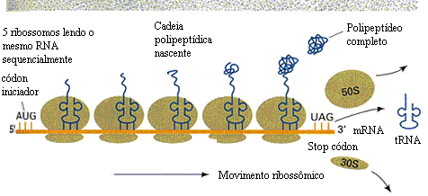 Ribossomos: Responsável pela