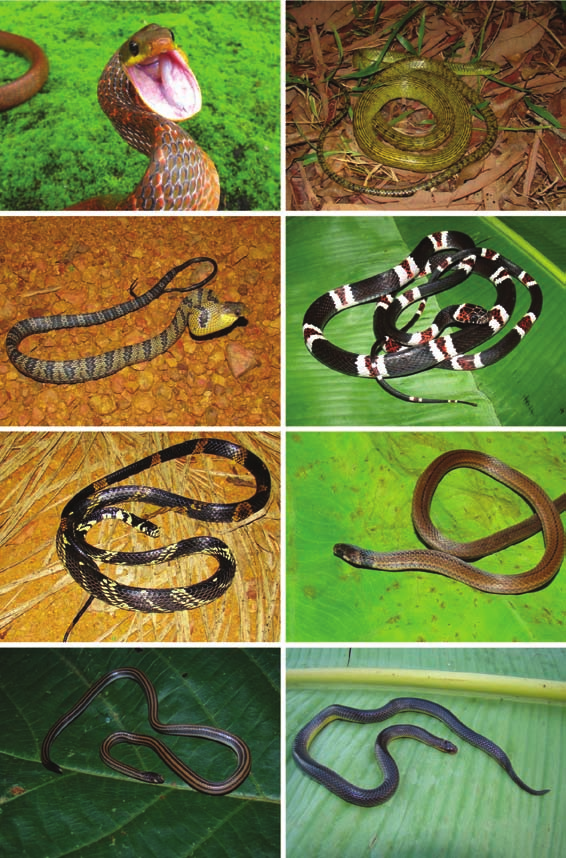 Biota Neotrop., vol. 12, no. 3 163 Serpentes de Rondônia a b c d e f g h Figura 5. a) Pseustes poecilonotus - Candeias do Jamari (RO). Foto por SA; b) P. sulphureus - Porto Velho (RO).