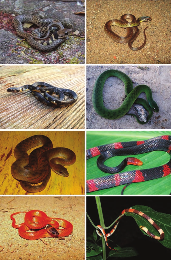 Biota Neotrop., vol. 12, no. 3 167 Serpentes de Rondônia a b c d e f g h Figura 9. a) Liophis poecilogyrus (juvenil) - MS. Foto por PB; b) L. reginae - Monte Negro (RO); c) L.