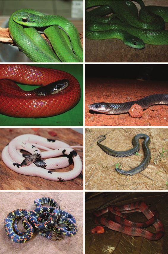Biota Neotrop., vol. 12, no. 3 169 Serpentes de Rondônia a b c d e f g h Figura 11. a) Philodryas olfersii - MS. Foto por PB; b) P. viridissima - Porto Velho (RO); c) P. coronata - Porto Velho (RO).