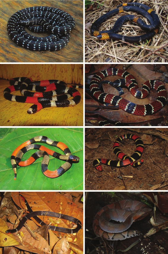 Biota Neotrop., vol. 12, no. 3 171 Serpentes de Rondônia a b c d e f g h Figura 13. a) Micrurus albicinctus - Porto Velho (RO); b) M. hemprichii - Porto Velho (RO); c) M.