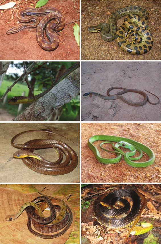 Biota Neotrop., vol. 12, no. 3 161 Serpentes de Rondônia a b c d e f g h Figura 3. a) Epicrates crassus - MS. Foto por PB; b) Eunectes murinus - Porto Velho (RO).