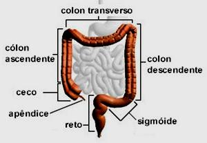 Intestino Grosso Constitui a última parte do tubo digestivo e mede cerca de 1,5m.