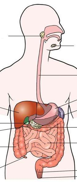 Morfologia do Sistema Digestivo Glândulas Salivares Faringe Boca Glândulas Salivares Esófago