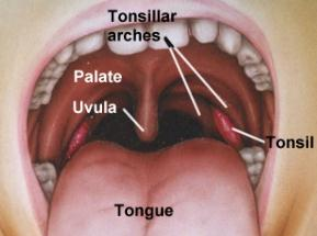 Boca Na boca existe a língua musculosa e os dentes, implementados em cavidades dos maxilares.