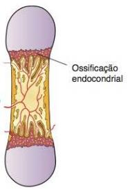 Ossificação Endocondral 3. Mesênquima origina um periósteo 4.