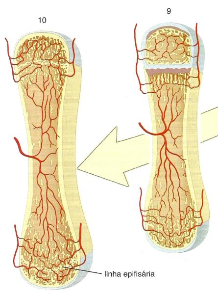 Ossificação Endocondral 8. Surge o centro de ossificação secundário: 1º epífise proximal 2º epífise distal Formação de medula óssea 9.