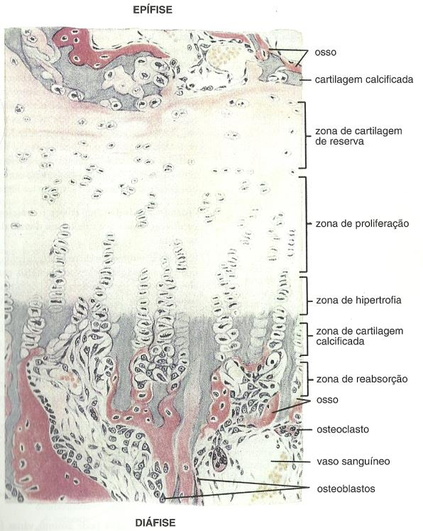 1. Zona de repouso: cartilagem hialina sem qualquer alteração morfológica. 2. Zona de cartilagem seriada ou de proliferação: condrócitos dividem-se rapidamente.