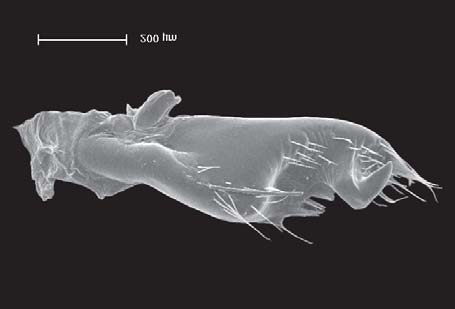 Descrição de três novas espécies de Mahanarva (Hemiptera, 