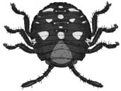 October - December 2002 Neotropical Entomology 31(4) 573 B B C D E F Figura 1.