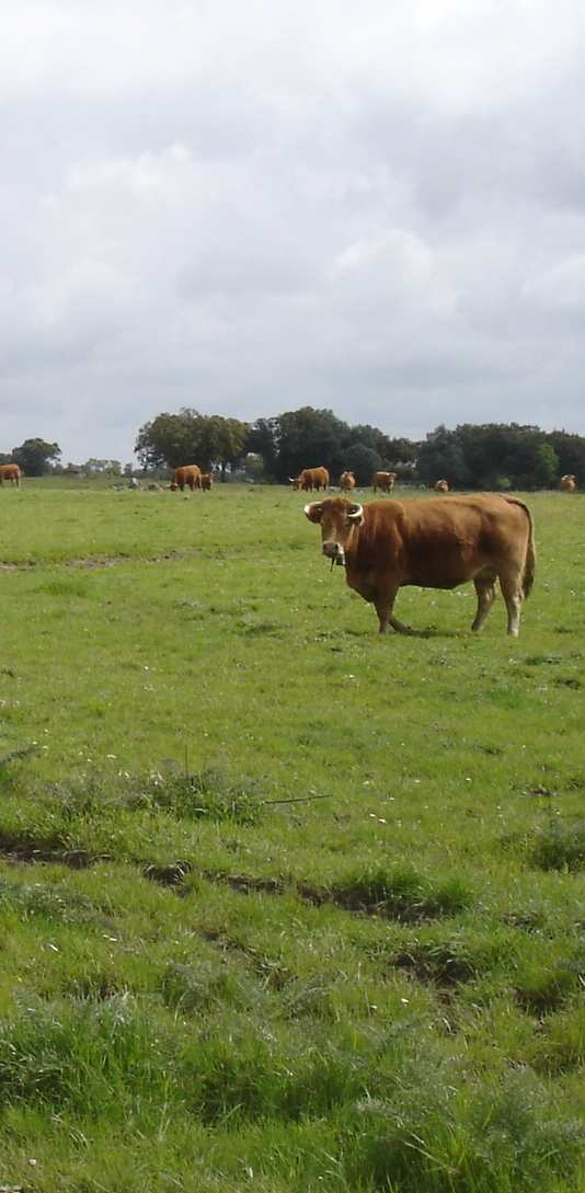 Área de intervenção: Milho silagem Olival tradicional Vinha regada Vinha sequeiro Castanha - Portugal Continental - 15 explorações agrícolas Arroz Cereja - Principais culturas com forte