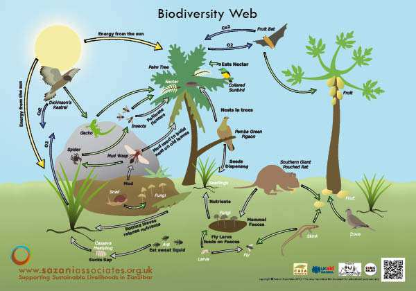 Porque é importante preservar a biodiversidade?
